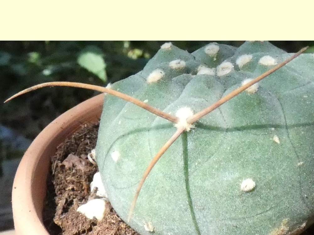 aréole-aiguillon de cactaceae matucana madisoniorum