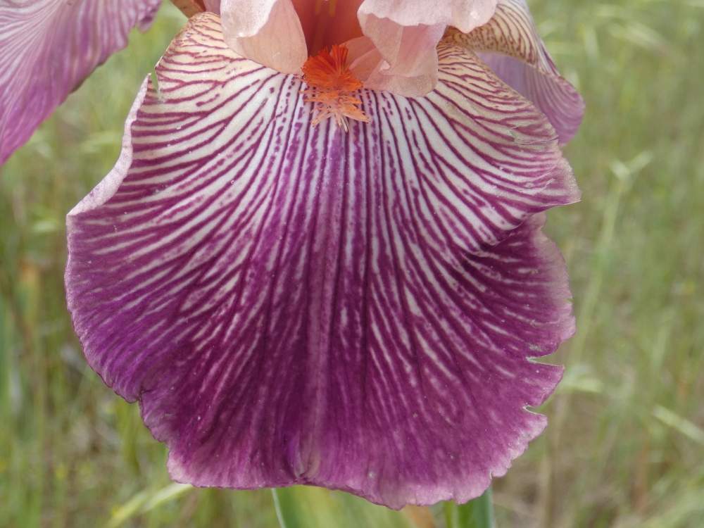 sépale de iridaceae iris barbu cv. 'mamy framboise'