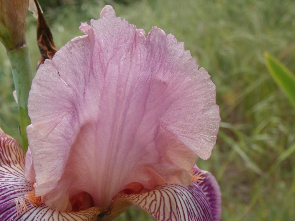 pétale de iridaceae iris barbu cv. 'mamy framboise'