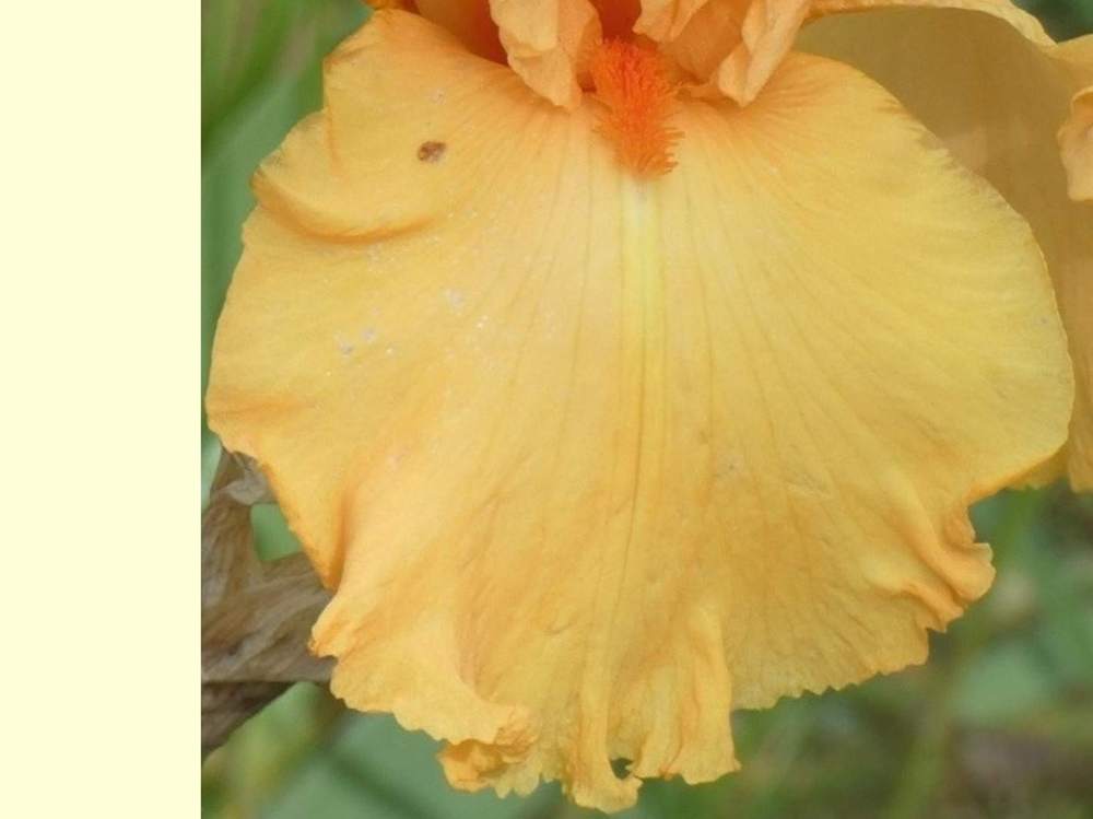 sépale de iridaceae iris barbu cv. 'managua'