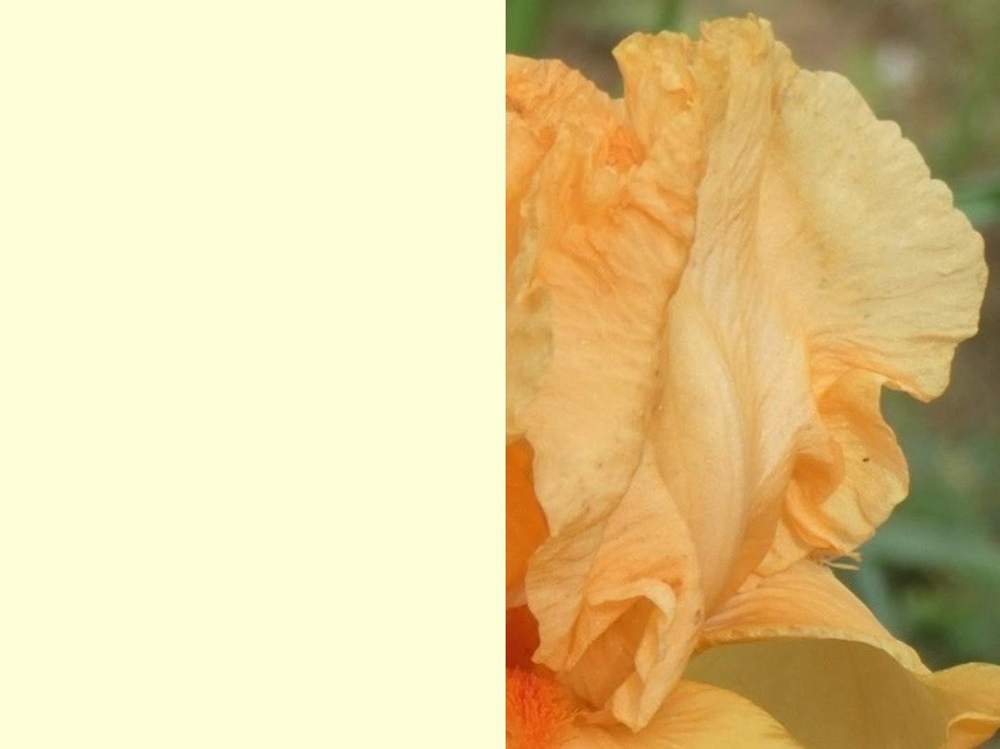 pétale de iridaceae iris barbu cv. 'managua'