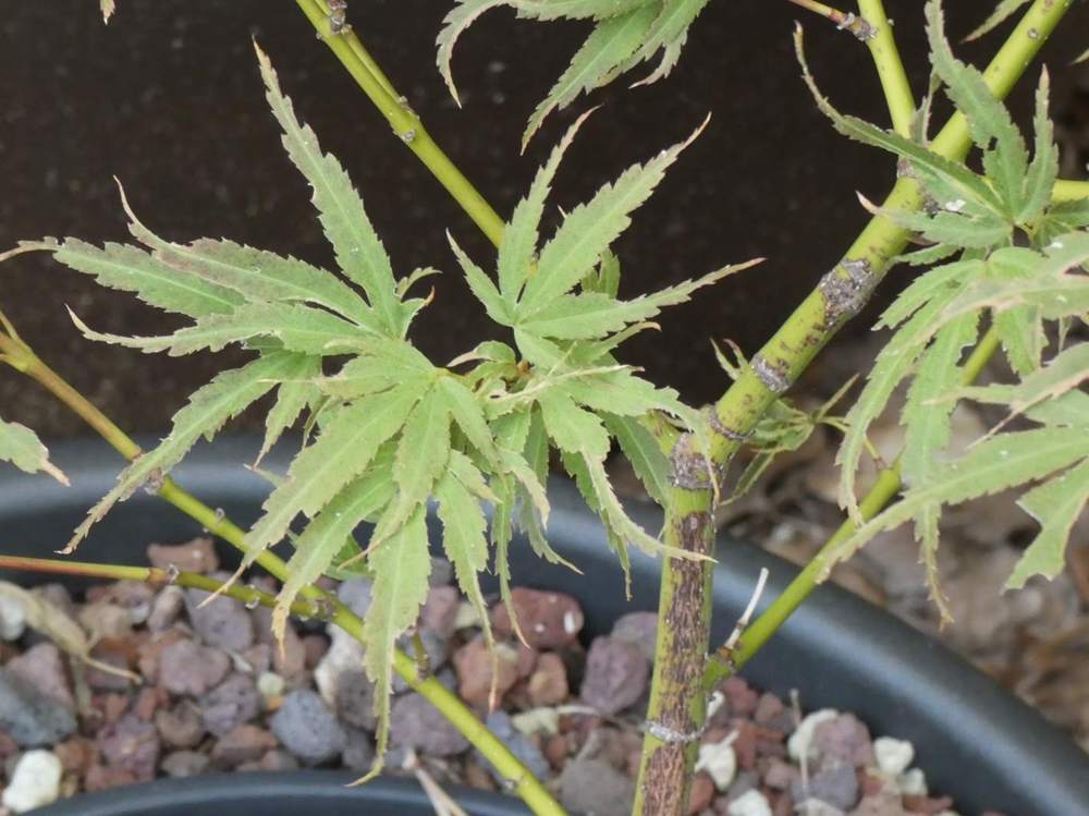 été de aceraceae acer palmatum cv. 'manyo-no-sato'