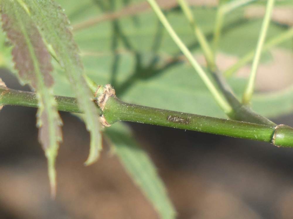 jeune bois de aceraceae acer palmatum cv. 'manyo-no-sato'