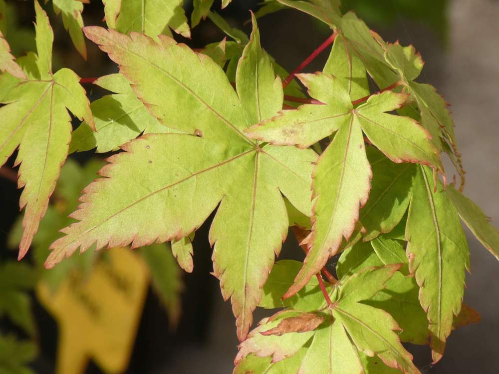 été de aceraceae acer palmatum cv. 'mapi-no-machi hime'