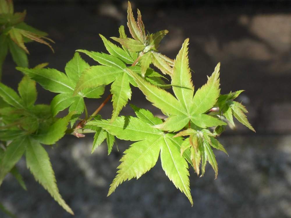printemps de aceraceae acer palmatum cv. 'mapi-no-machi hime'