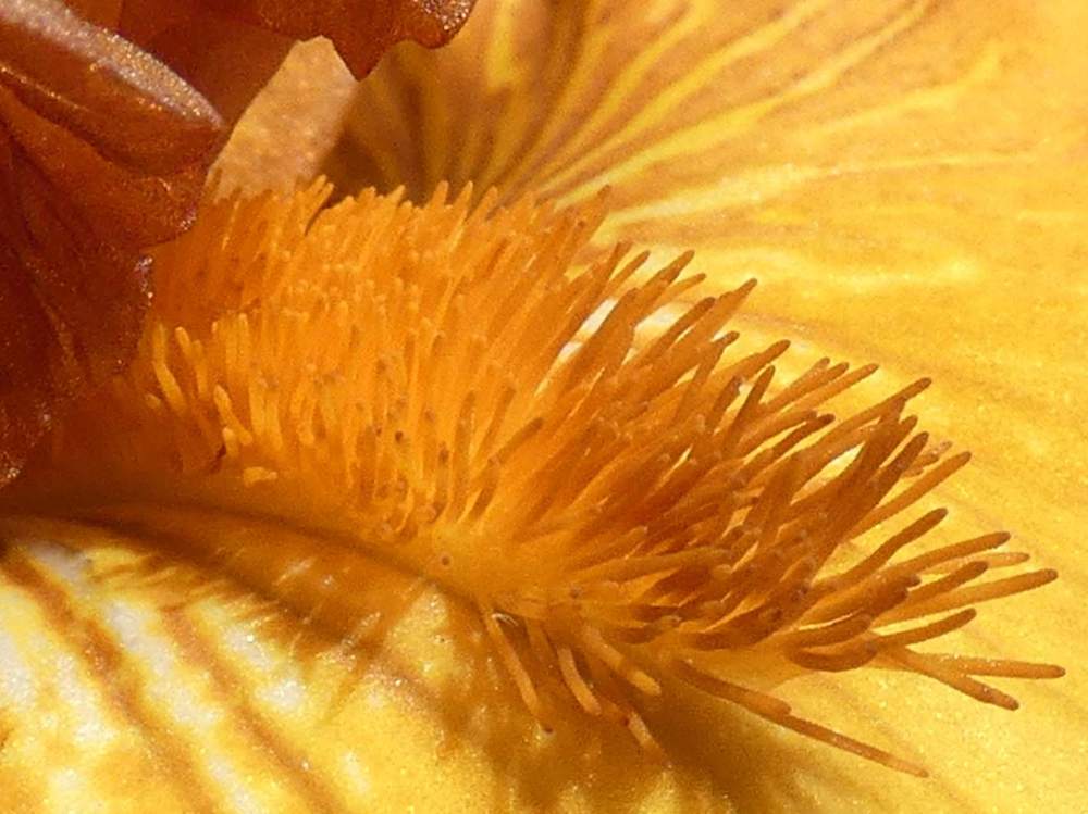 barbe de iridaceae iris barbu cv. 'maple treat'