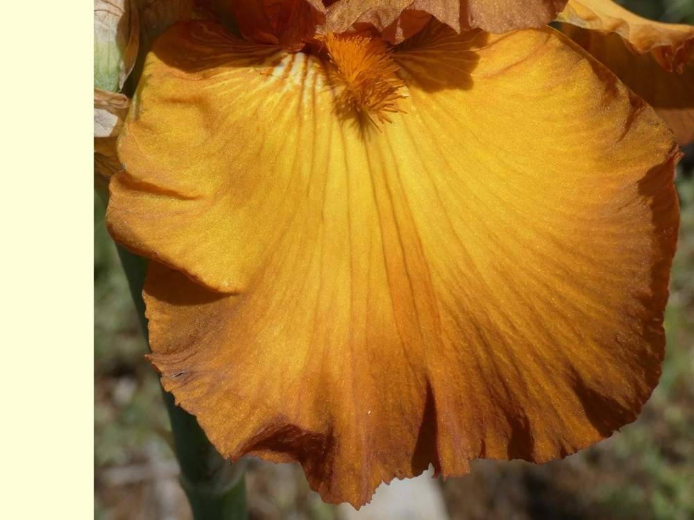 sépale de iridaceae iris barbu cv. 'maple treat'