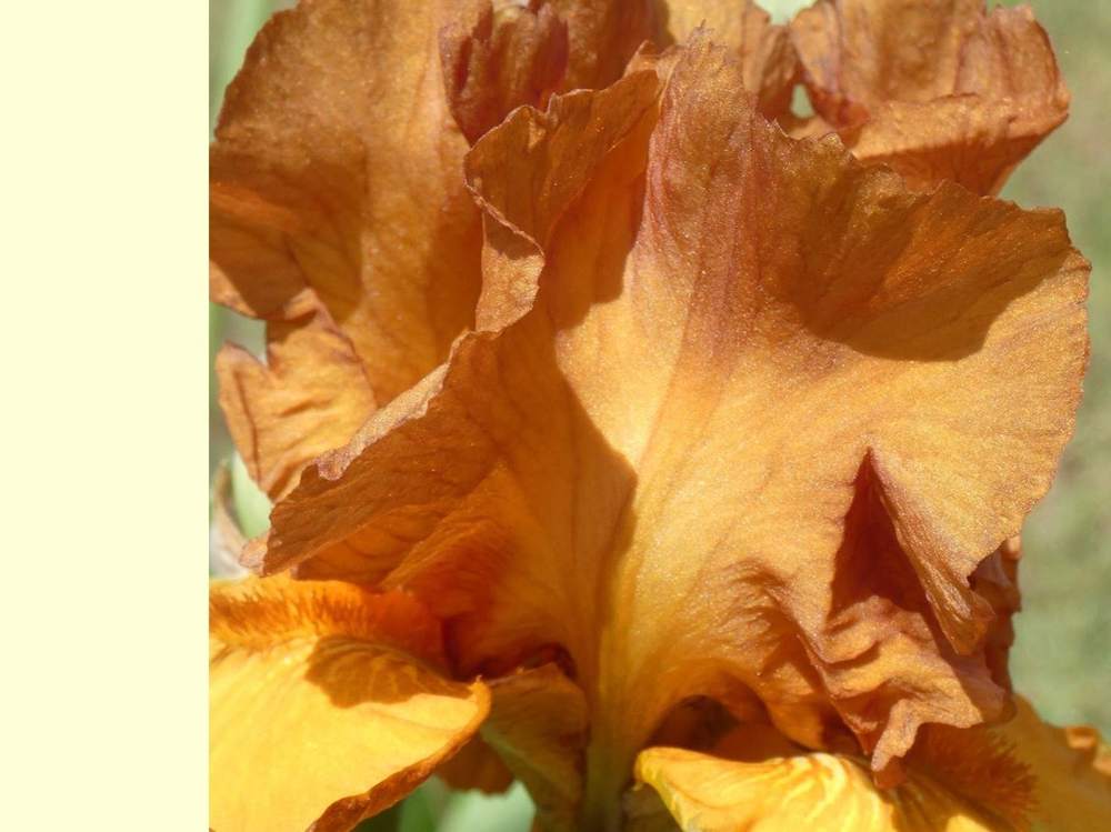 pétale de iridaceae iris barbu cv. 'maple treat'