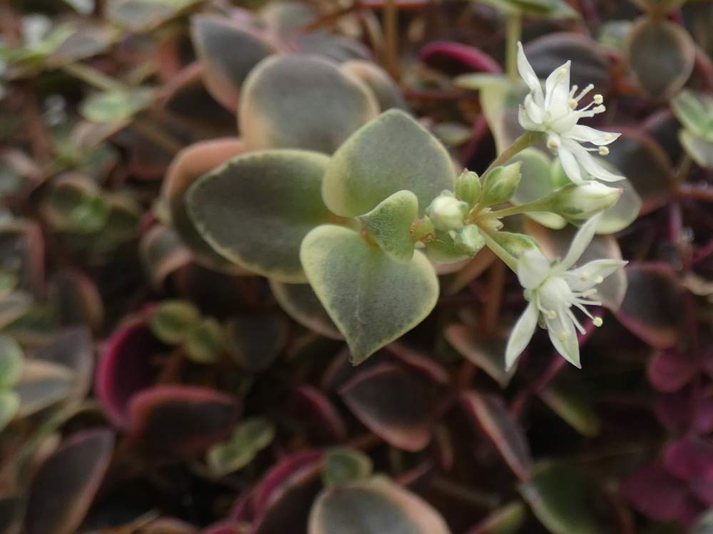 fleur de crassulaceae crassula pellucida ssp. marginalis