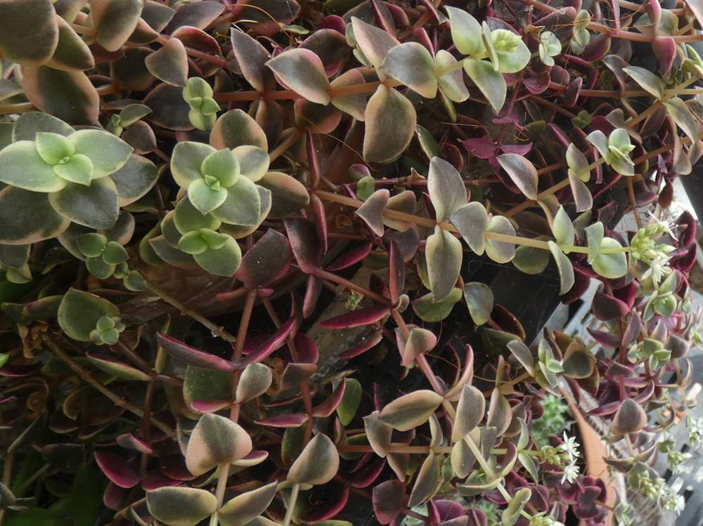 crassulaceae crassula pellucida ssp. marginalis