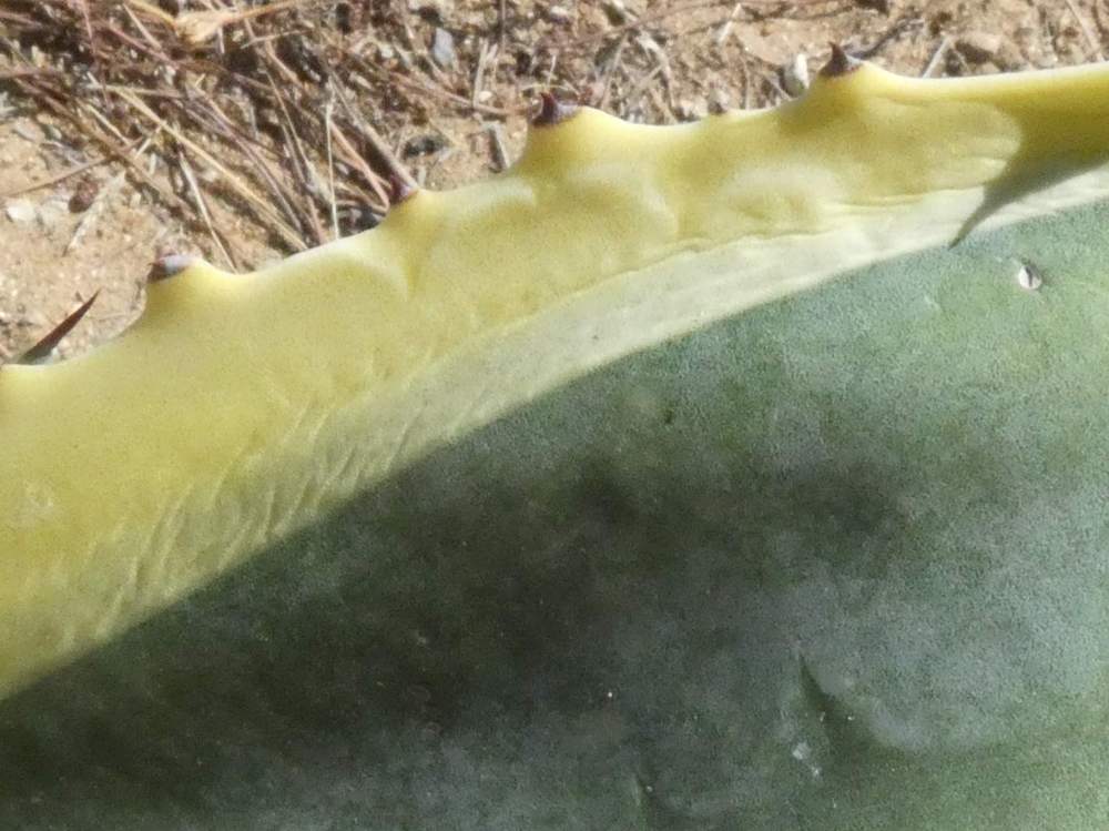 marge de agavaceae agave americana cv. 'marginata'