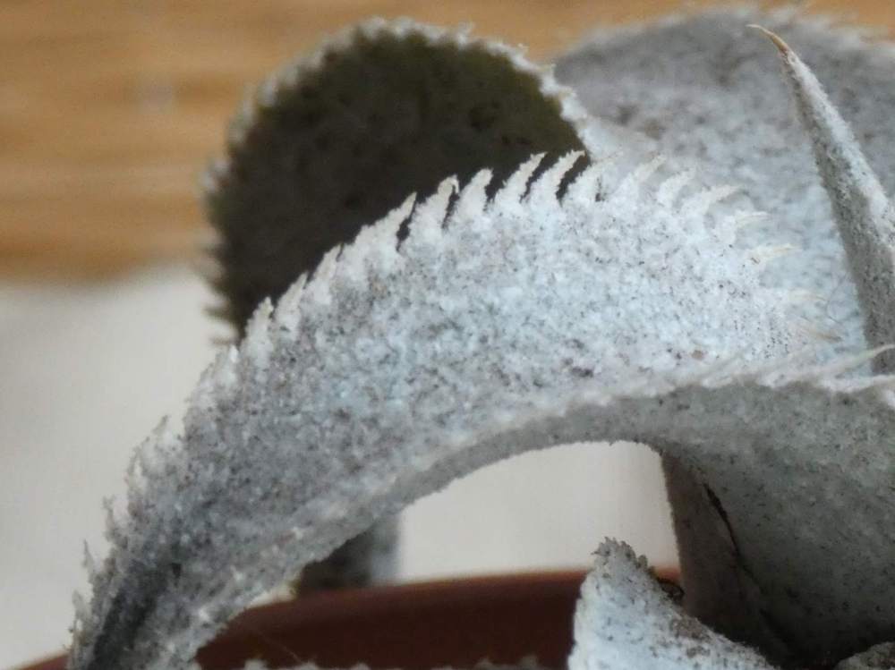 marge de bromeliaceae dyckia marnier-lapostollei