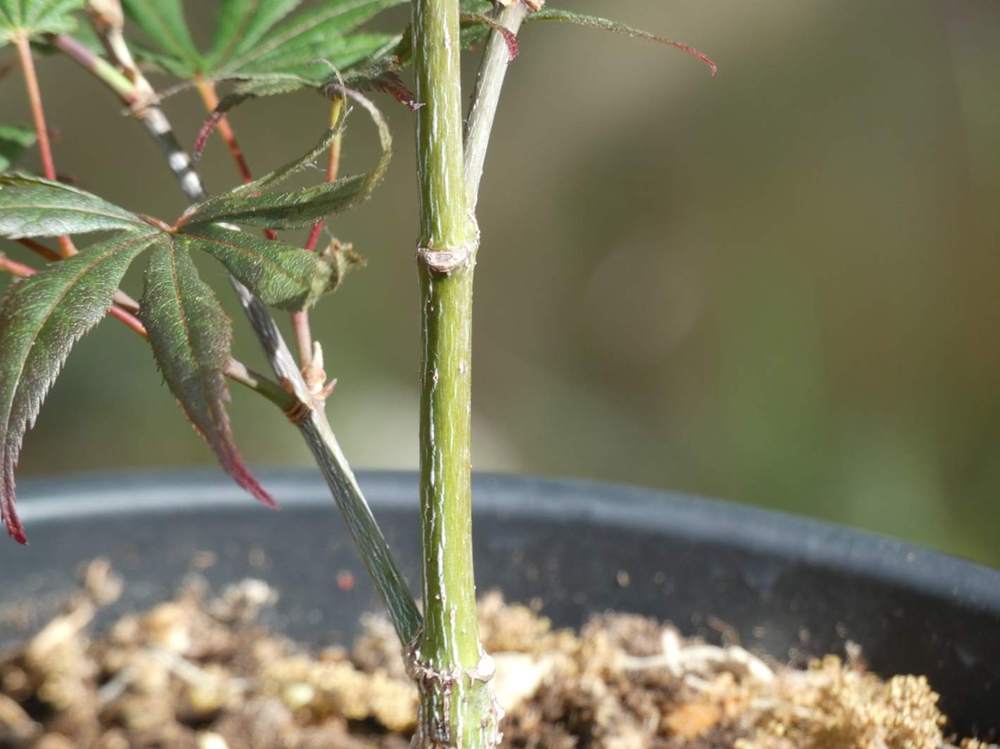 écorce de aceraceae acer palmatum ssp. matsumurae cv. 'masu kagami'