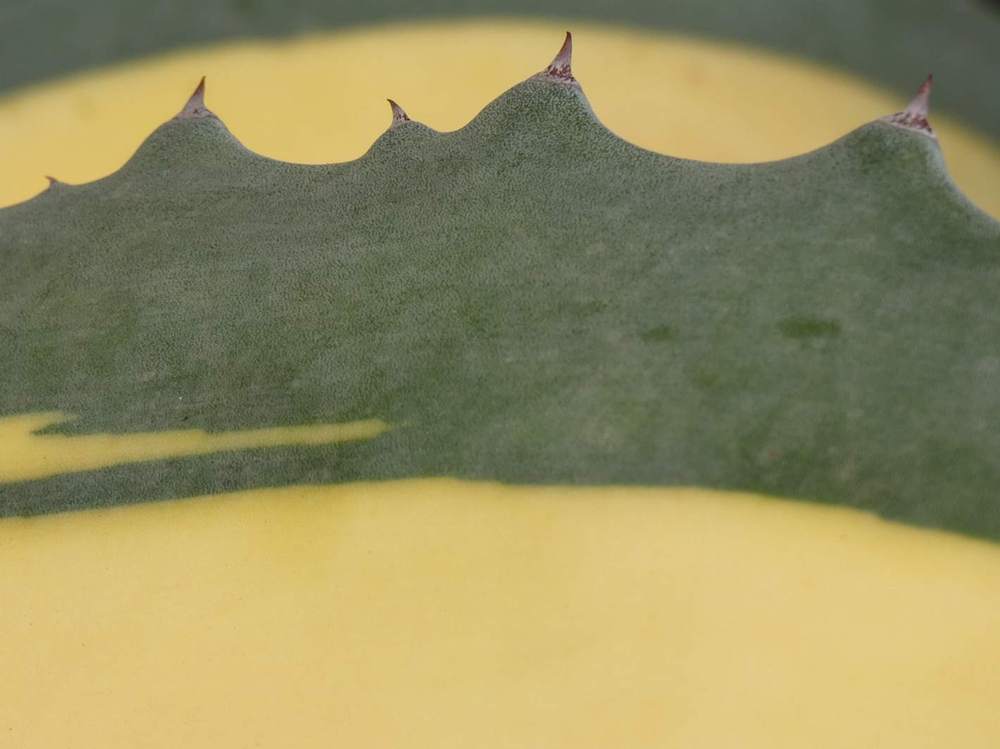marge de agavaceae agave americana cv. 'mediopicta aurea'