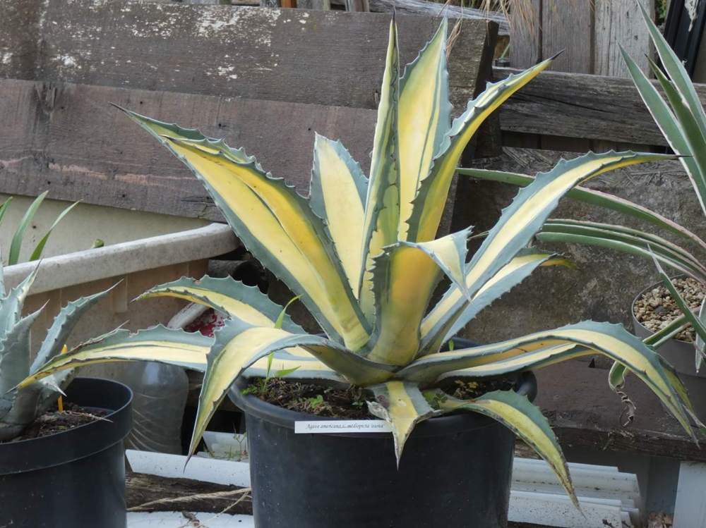 Agavaceae Agave americana cv. 'mediopicta aurea'