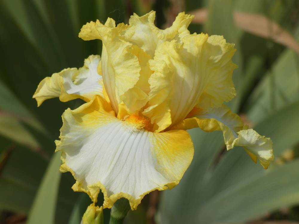 iridaceae iris barbu cv. 'melody of spring'