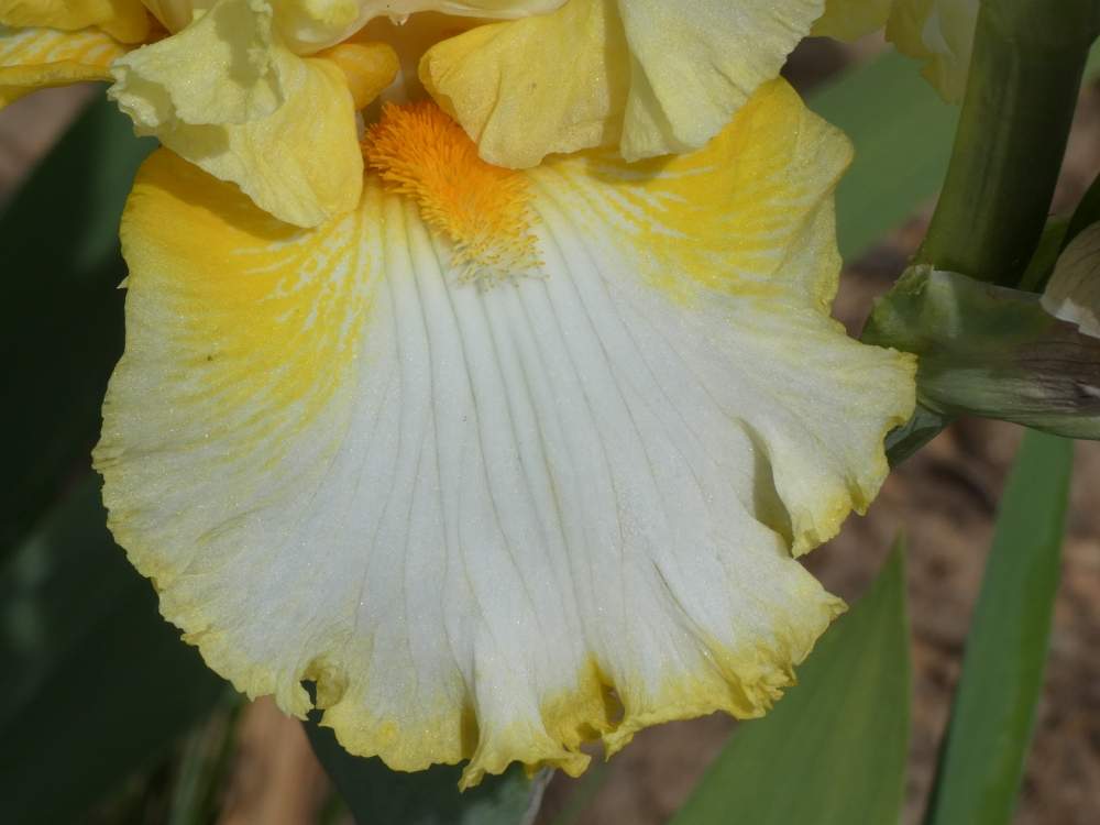 sépale de iridaceae iris barbu cv. 'melody of spring'
