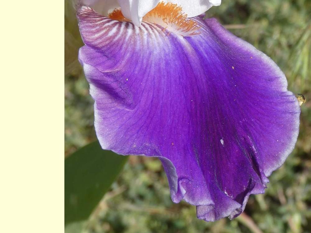 sépale de iridaceae iris barbu cv. 'merry amigo'