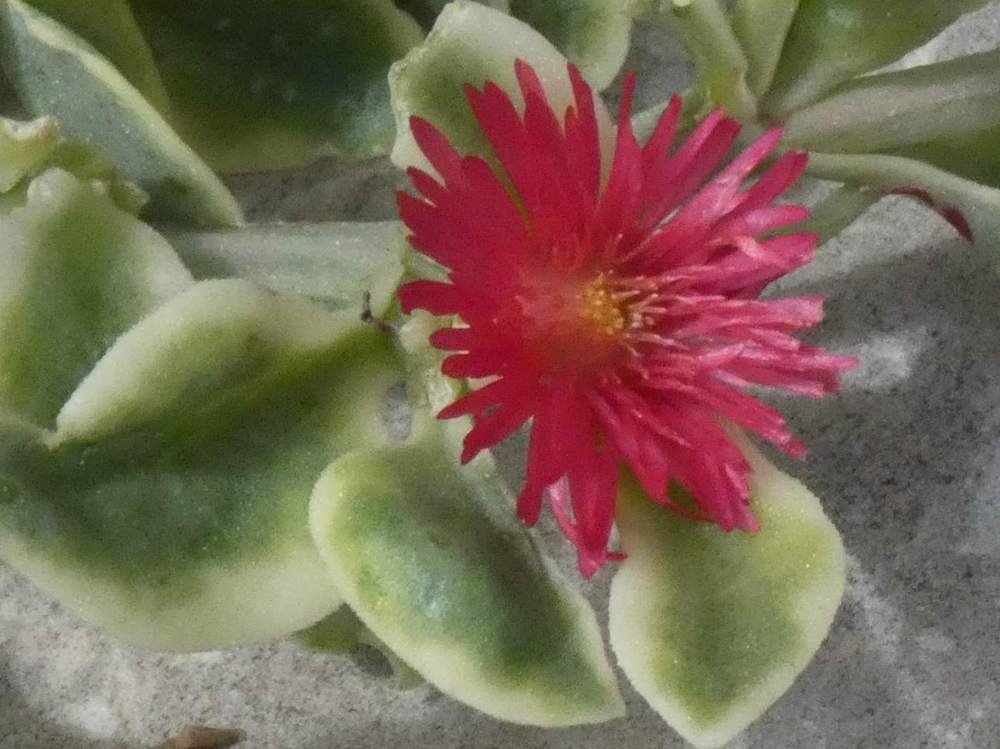 fleur de aizoaceae mesembryanthemum cordifolia cv. 'mesbicla'