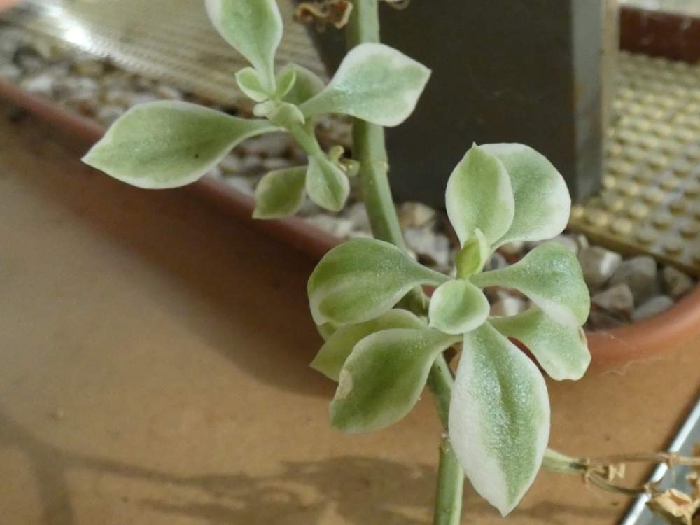 Aizoaceae mesembryanthemum cv. 'mesbicla'