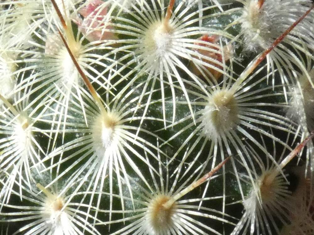 aréole-aiguillon de cactaceae mammillaria microhelia