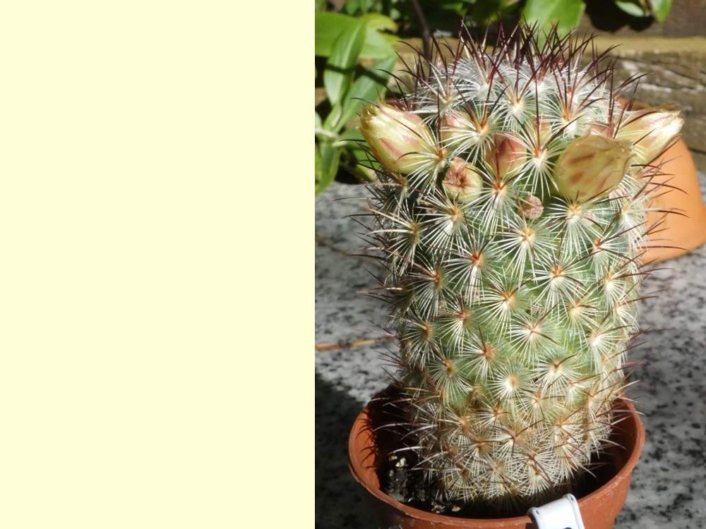 Cactaceae Mammillaria microhelia