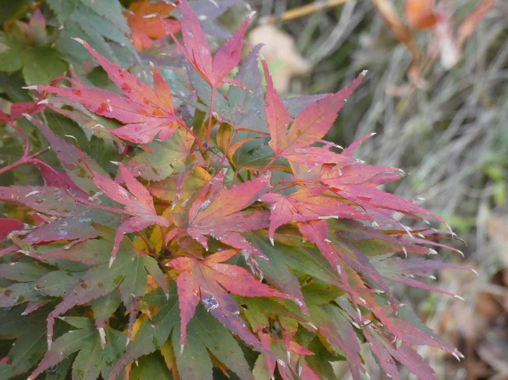 automne de aceraceae acer palmatum cv. 'mikawa yatsubusa'