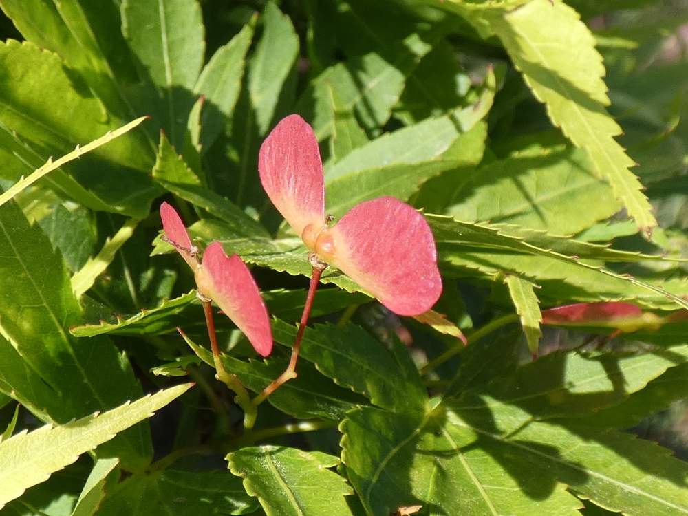 samare de aceraceae acer palmatum cv. 'mikawa yatsubusa'