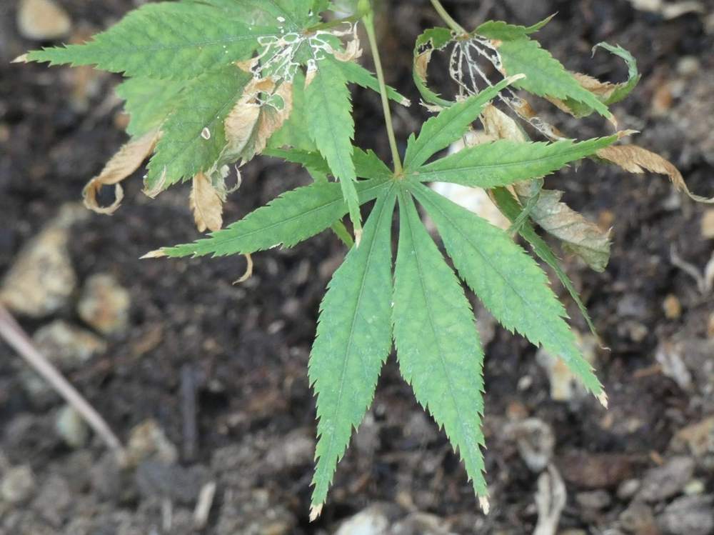 été de aceraceae acer palmatum ssp. matsumurae cv. 'mila'