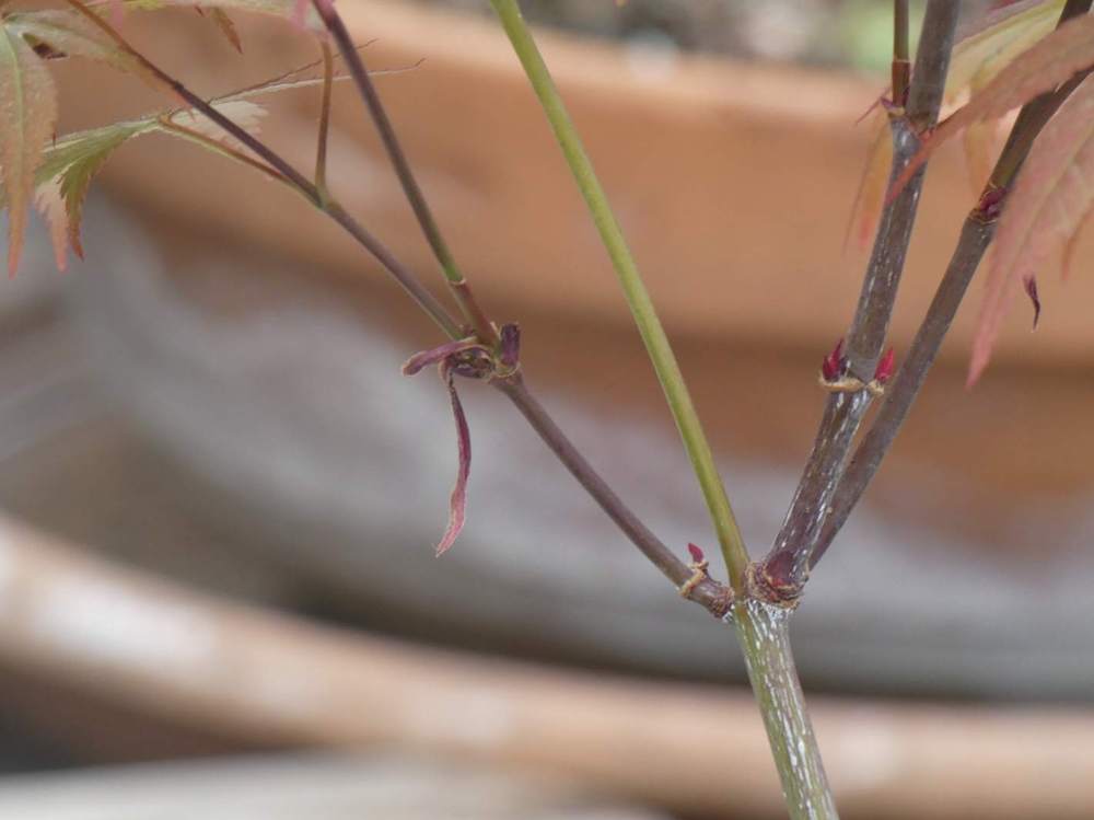 jeune bois de aceraceae acer palmatum ssp. matsumurae cv. 'mila'