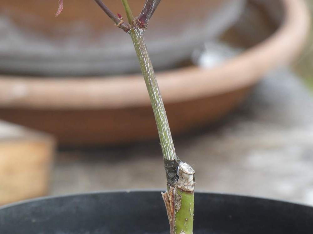 écorce de aceraceae acer palmatum ssp. matsumurae cv. 'mila'