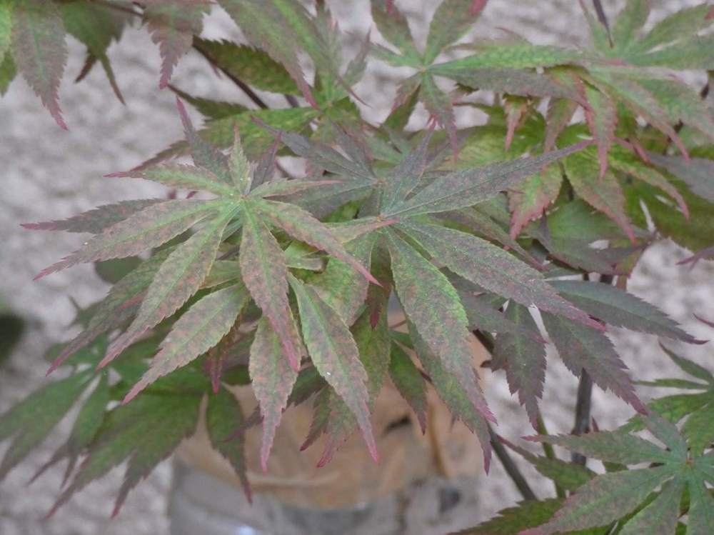 printemps de aceraceae acer palmatum ssp. matsumurae cv. 'mila'