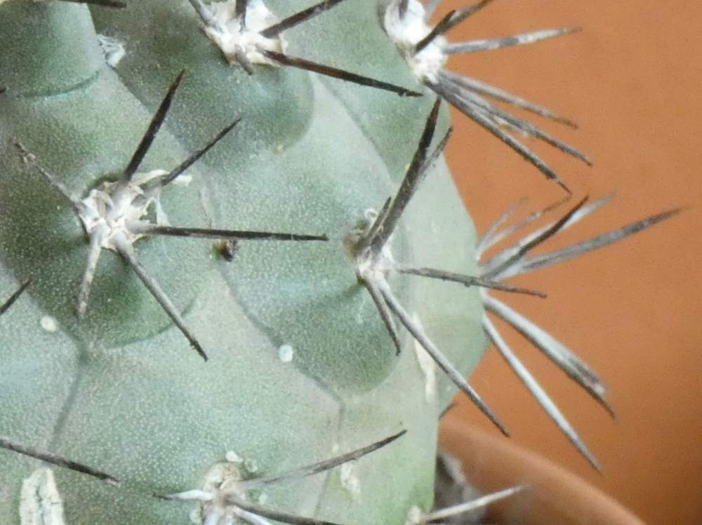 aréole-aiguillon de cactaceae copiapoa montana