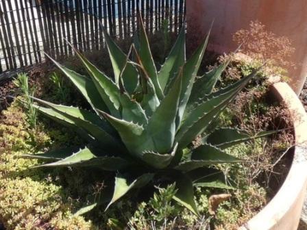 visuel Agave montana