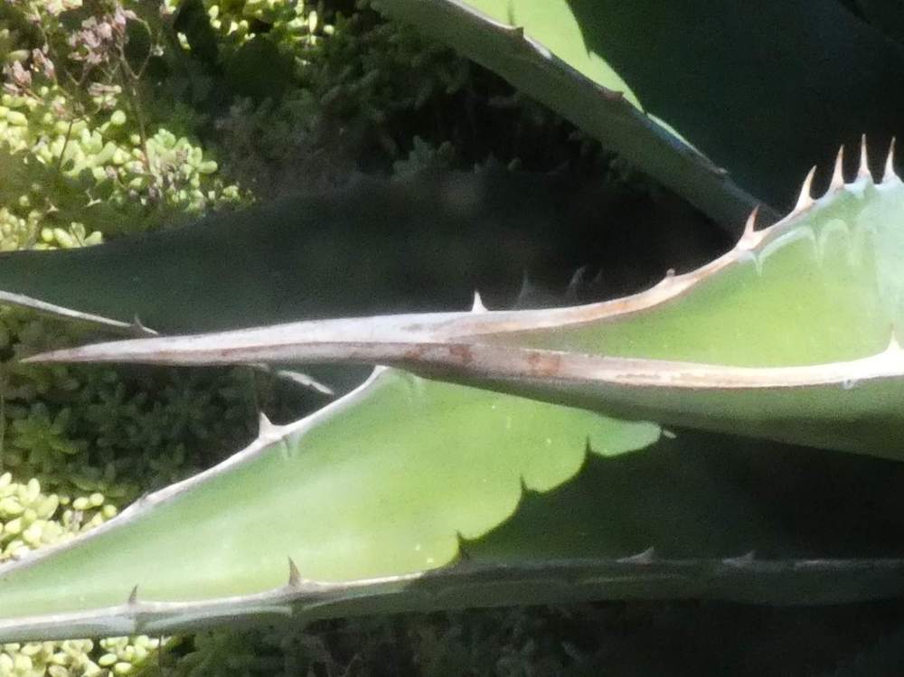 pointe de agavaceae agave montana