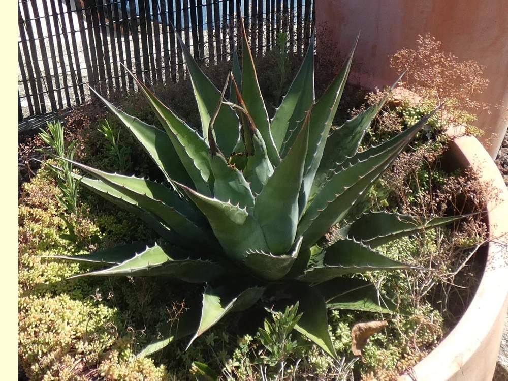 Agavaceae Agave montana