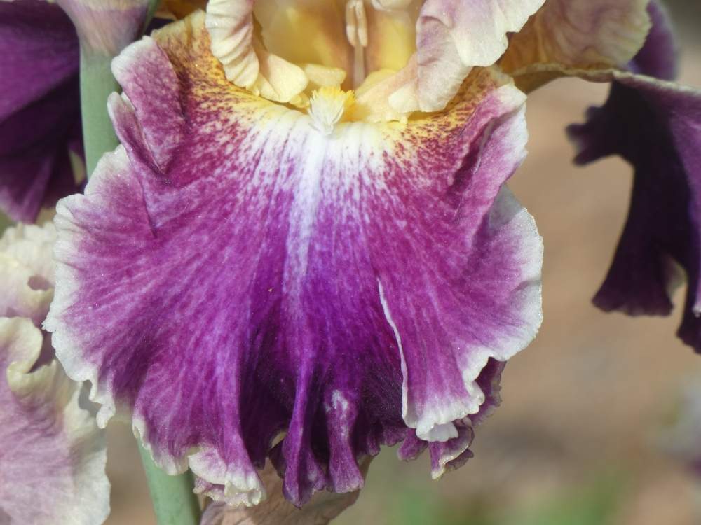 sépale de iridaceae iris barbu cv. 'montmartre'