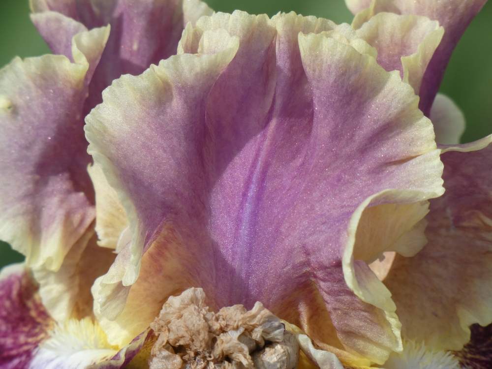 pétale de iridaceae iris barbu cv. 'montmartre'
