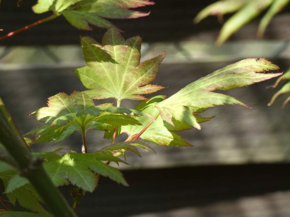 été de aceraceae acer shirasawanum cv. 'moonrise'
