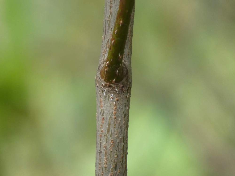 écorce de aceraceae acer shirasawanum cv. 'moonrise'