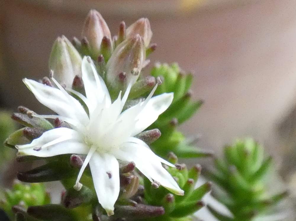 fleur de crassulaceae sedum moranense