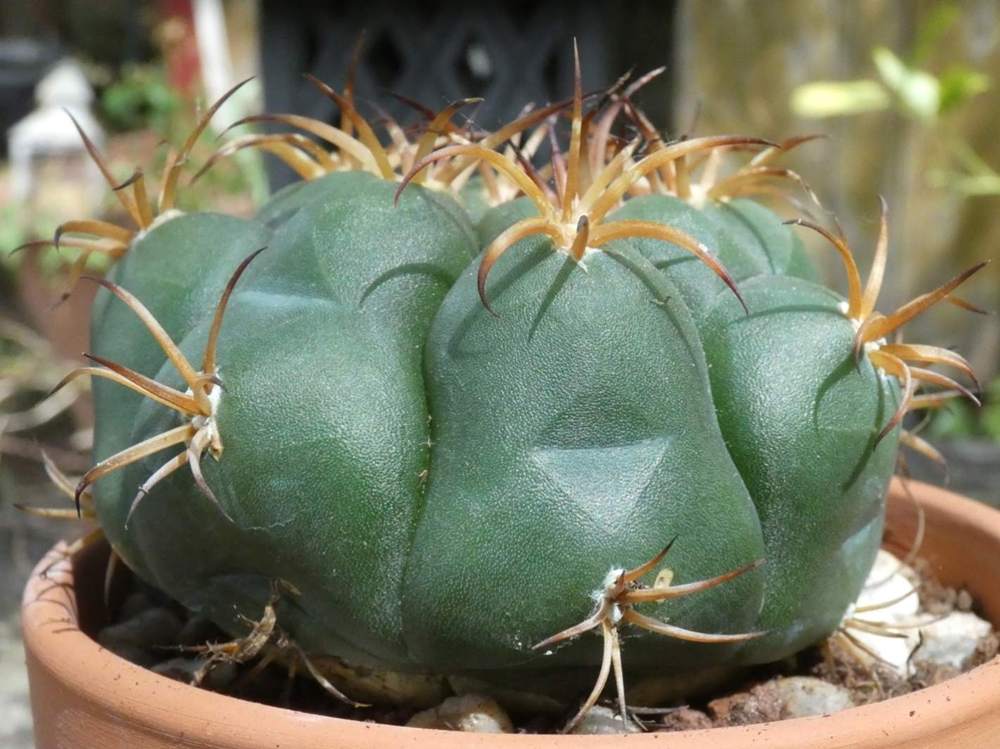 Cactaceae Gymnocalycium mostii