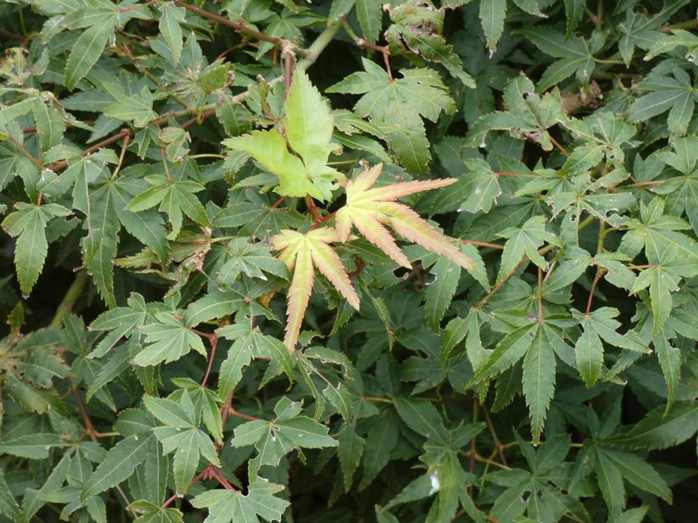été de aceraceae acer palmatum cv. 'murasaki kiyohime'