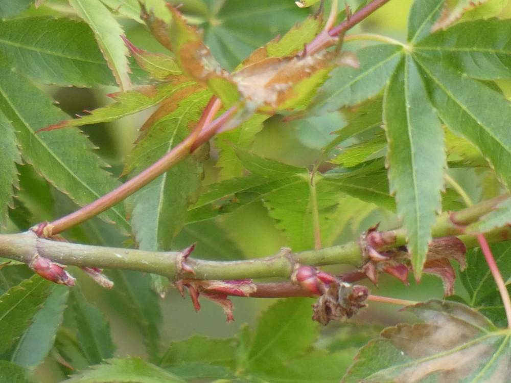 jeune bois de aceraceae acer palmatum cv. 'murasaki kiyohime'