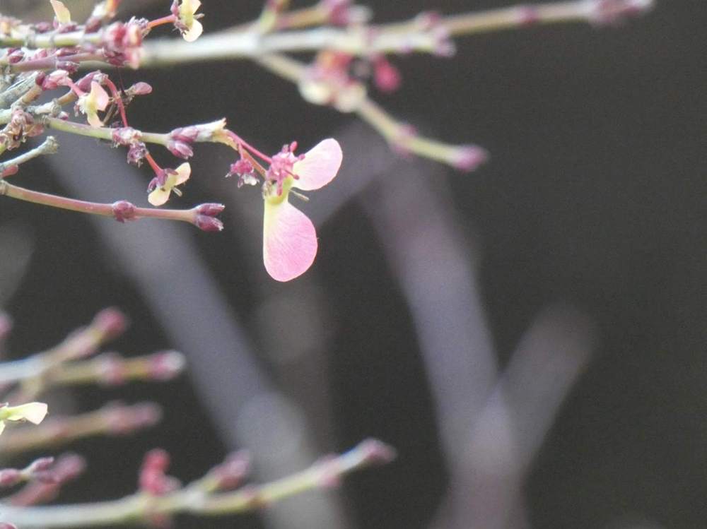 samare de aceraceae acer palmatum cv. 'murasaki kiyohime'