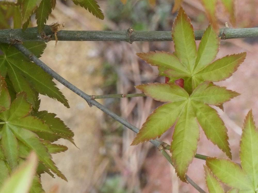 printemps de aceraceae acer palmatum cv. 'murasaki kiyohime'