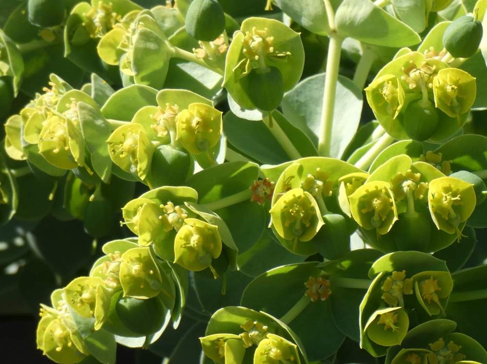 fleur de euphorbiaceae euphorbia myrsinites