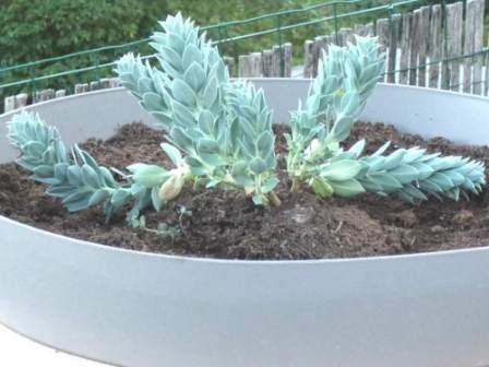 visuel Euphorbia myrsinites