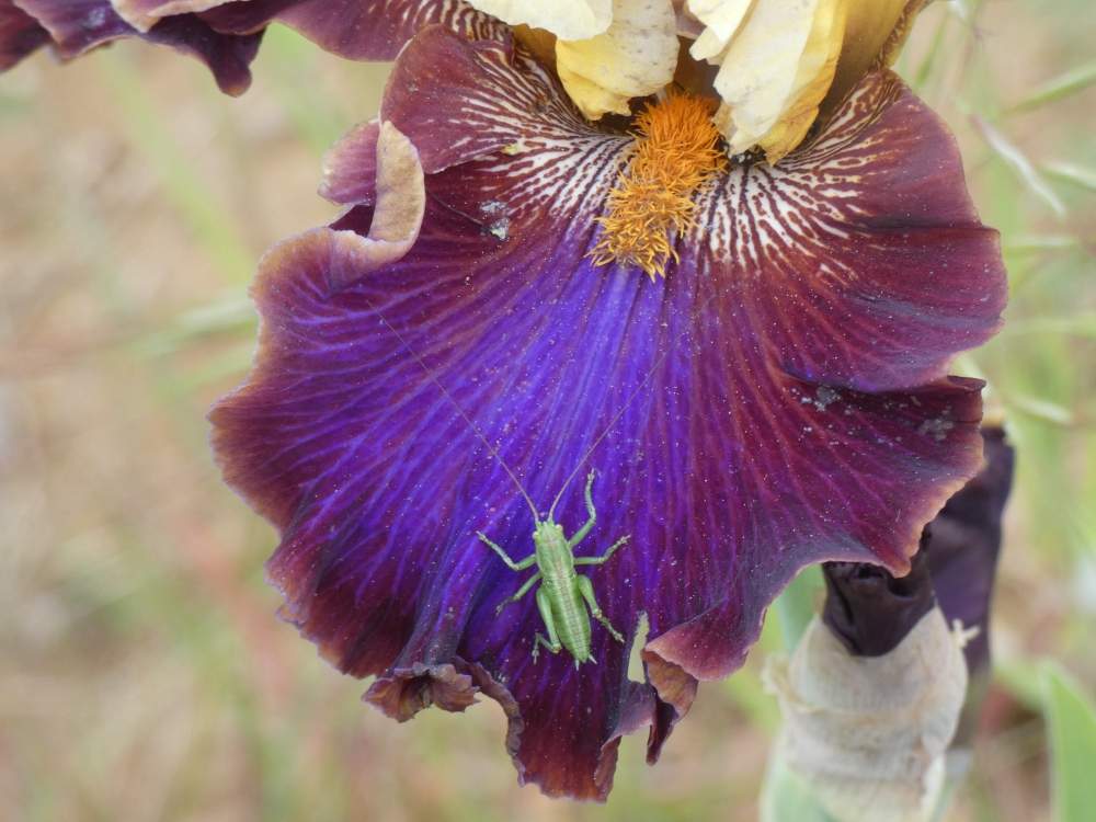 sépale de iridaceae iris barbu cv. 'mysterioso'