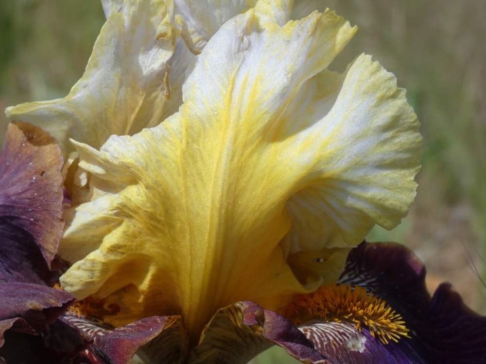 pétale de iridaceae iris barbu cv. 'mysterioso'